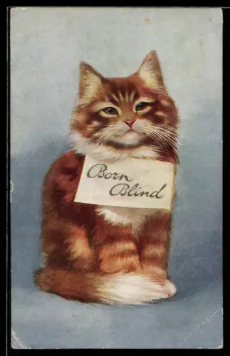 AK Rote getigerte Katze mit Schild Born Blind