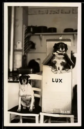 Foto-AK Zwei Hunde auf einem Stuhl und im Karton in einer Küche