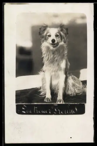 AK Ein treuer Freund, Sitzender Hund