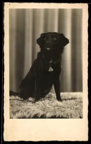 AK Kleiner Hund mit Hundemarke auf einem Fell, Portrait