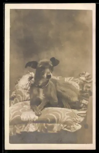 AK Hund mit glattem Fell auf einem Kissen