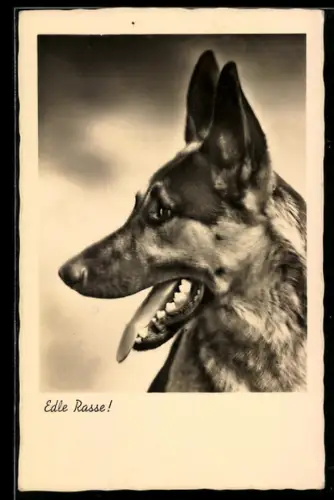 AK Edle Rasse!, Schäferhund, Seitenportrait