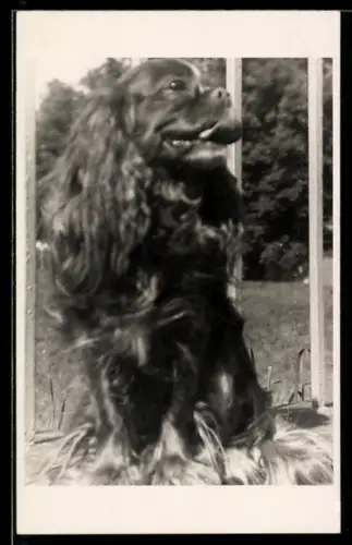 Foto-AK Spaniel mit herausgestreckter Zunge in einem Garten