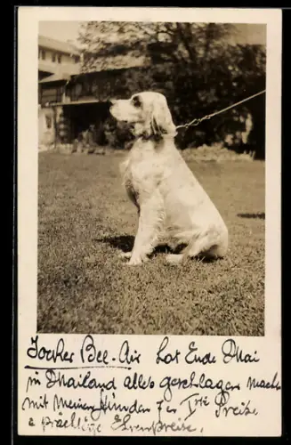 Foto-AK Angeleinter Jagdhund im Sitz auf einem Rasen