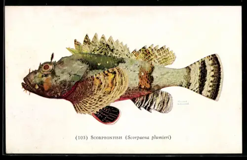 AK Chicago, John G. Shedd Aquarium, Scorpeonfish