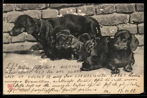 AK Dackeleltern mit ihrem Wurf im Sonnenschein