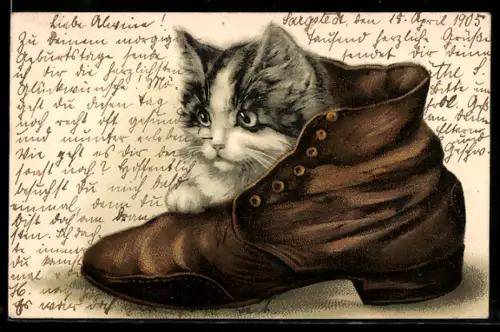 AK Katze in einem Schuh