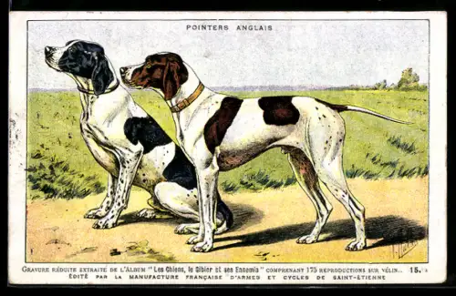 AK Pointers Anglais, Portrait