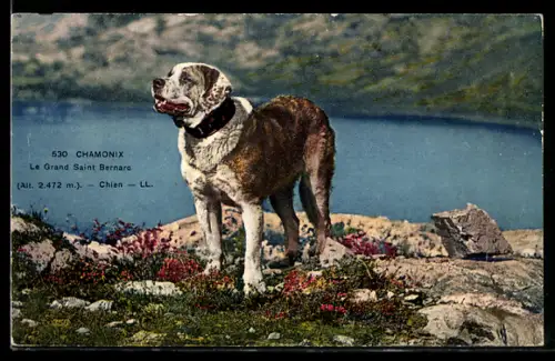 AK Chamonix, Le Grand Saint Bernard, Chien