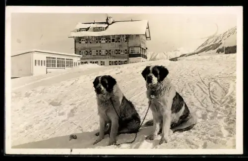 AK Hirschegg /Oberstdorf, Zwei Bernhardiner im Schnee vor dem Waldemar-Petersen-Haus