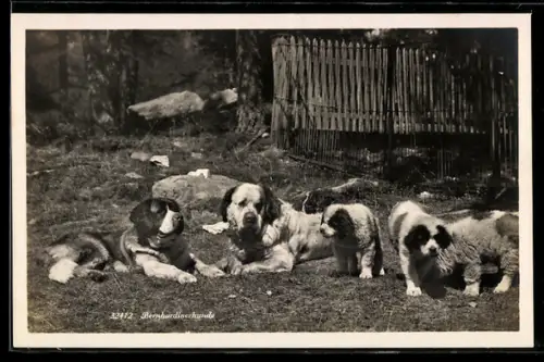 AK Zwei Bernhardiner mit Welpen im Gras