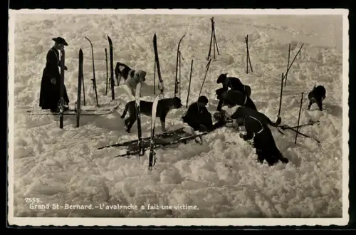 AK Grand Saint Bernard, L`avalanche a faint une victime, Bernhardiner bei der Lawinenrettung