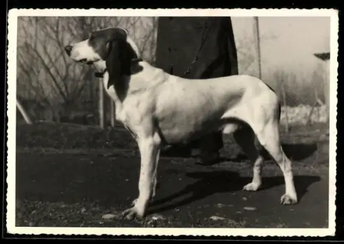Foto-AK Schweizer Laufhund Tell v. Uri, Portrait