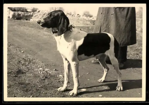 Foto-AK Jagdhund mit Besitzer im Sonnenschein