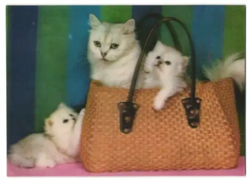 3D-AK 3 Katzen in & an einer Tasche