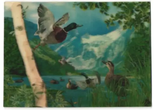 3D-AK Wild Ducks, Wildenten