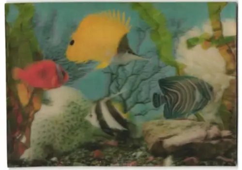 3D-AK Bunte Fische unter Wasser