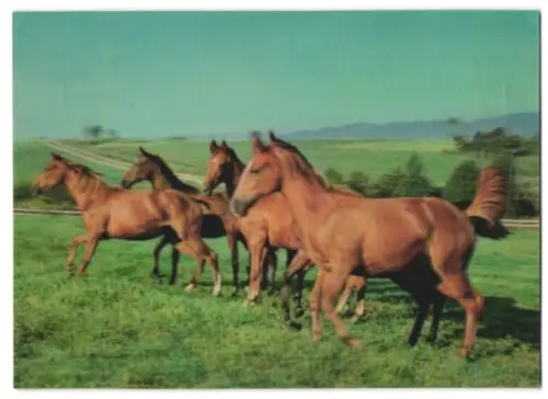 3D-AK Pferde galoppieren über die Koppel