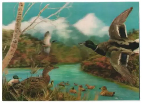 3D-AK Wild Ducks, Wildenten auf dem Wasser und in der Luft