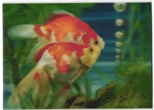 3D-AK Zwei Koikarpfen im Aquarium