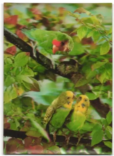 3D-AK Wellensittiche & Papagei auf einem Ast