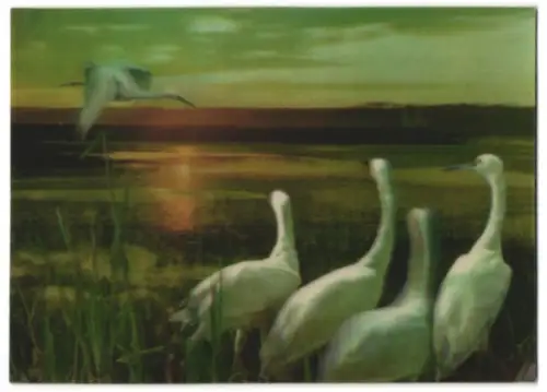 3D-AK Egrets, Reiher am See