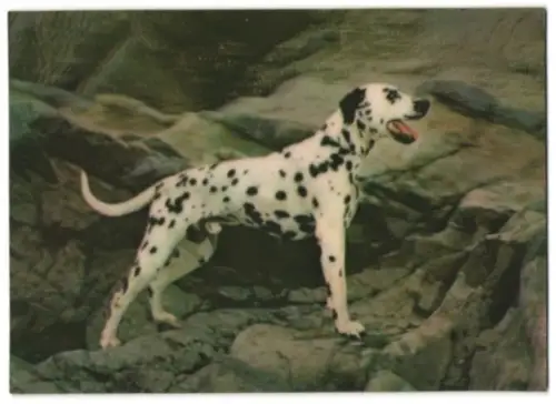 3D-AK Dalmatian, Dalmatiner auf einem Felsen