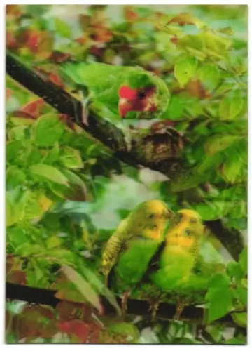 3D-AK Wellensittiche & Papagei auf einem Ast