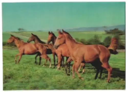 3D-AK Pferde galoppieren über die Koppel