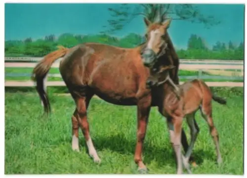 AK 3D-Karte, Horses, Stute mit Fohlen