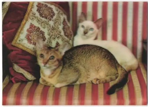 3D-AK Katzen auf einem Sessel