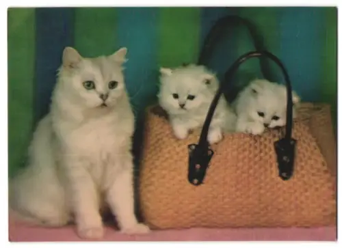3D-AK Katze mit zwei Kätzchen in einer Tasche