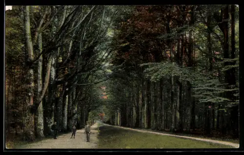 AK Varel, Grosse Allee im Vareler Busch