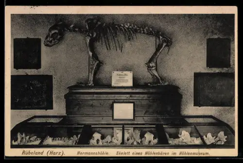 AK Rübeland /Harz, Hermannshöhlem, Skelett eines Höhlenbären im Museum, Ausgrabung