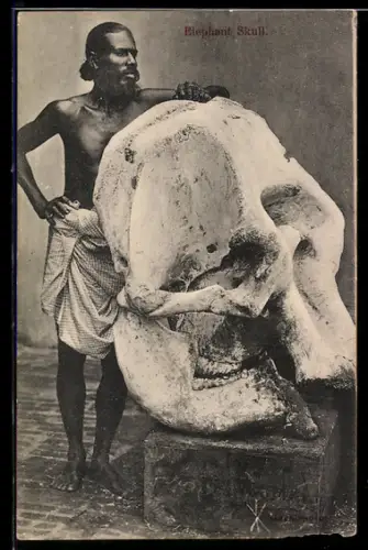 AK Elephant Skull, Inder mit Elefantenschädel