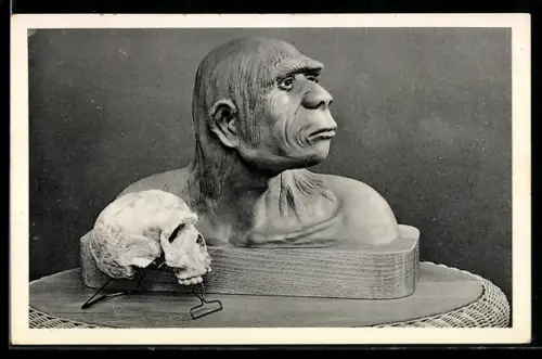 AK Steinheim /Murr, Schädel des Urmenschen aus der Sigristschen Kiesgrube, mit modelierter Büste