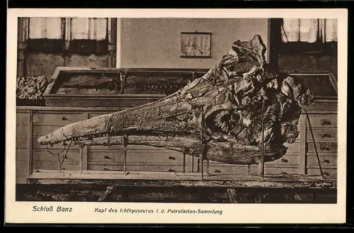 AK Schloss Banz, Kopf des Ichtyosaurus i. d. Petrefacten-Sammlung, Ausgrabung
