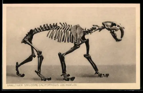 AK Frankfurt a. M., Senckenbergisches Museum, Säbeltiger Smilodon Californicus, Ausgrabung