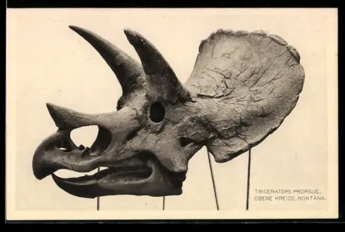 AK Frankfurt a. M., Senckenbergisches Museum, Triceratops Prorsus, Ausgrabung