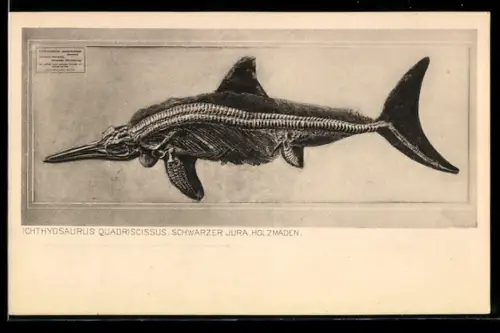 AK Frankfurt a. M., Senckenbergisches Museum, Ichthyosaurus Quadriscissus, Ausgrabung