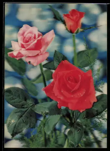 3D-AK rosa und rote Rosen