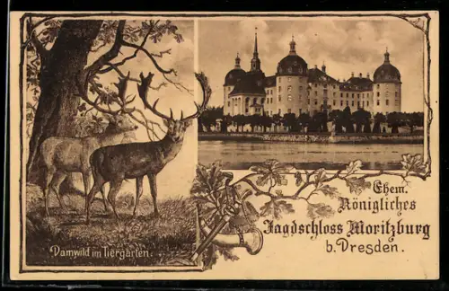 AK Dresden, Jagdschloss Moritzburg mit Damwild im Passepartout