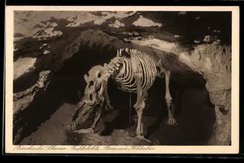 AK Teufelshöhle /Fränkische Schweiz, Partie mit Höhlenbär