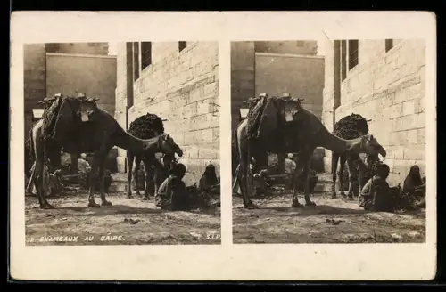 Stereo-AK Caire, Chameaux