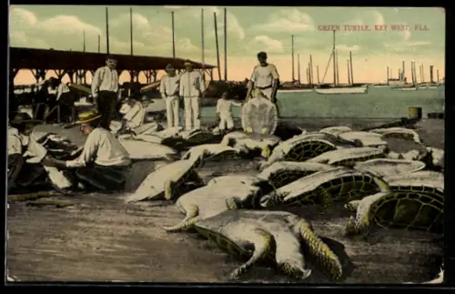 AK Key West, FL, Green Turtle