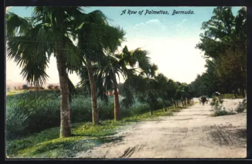 AK Bermuda, A Row of Palmettos