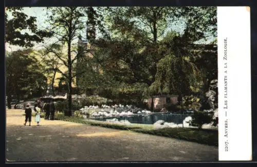 AK Anvers, Les Flaments a la Zoologie