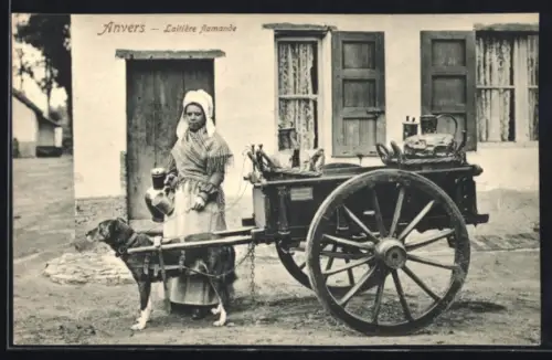 AK Anvers, Laitière flamande