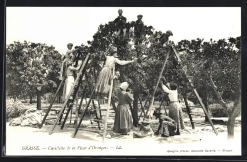AK La Cote d`Azur, La Cueilette de la Fleur d`oranger, Orangenernte