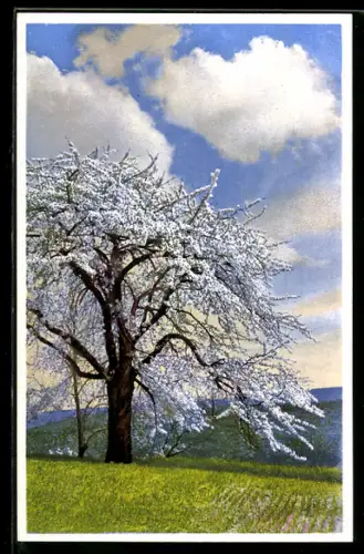 Künstler-AK Photochromie Nr. 403-5353: Blühender Baum unter weiss-blauem Himmel